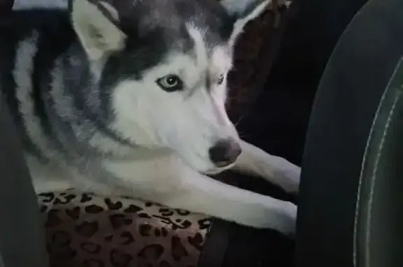 Найдена собака, Нижний Тагил, фото: Хаска найдена: пр. Вагоностроителей, 15