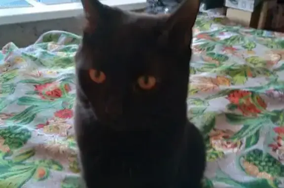 Найдена кошка, Кольчугино, фото: Найдена черная кошка, Красносельское СП