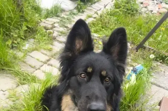 Пропала овчарка, Вишнёвый проезд, 13