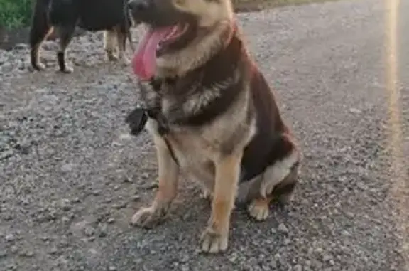 Пропала собака, ул. Мечты 142, Азьмушкино