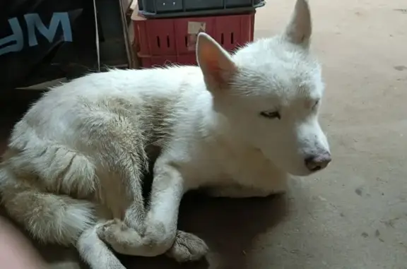Найдена собака, Липецк, фото: Белый хаски найден: Универсальный пр., Липецк