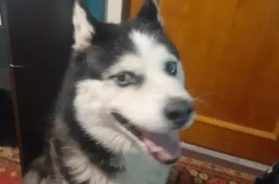 Найдена собака, Липецк, фото: Собака найдена: Звёздная ул., 10/5, Липецк