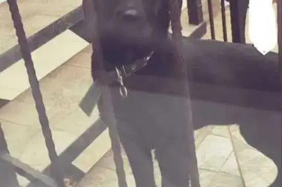 Пропала собака у МФЦ, Адмирала Нахимова 1