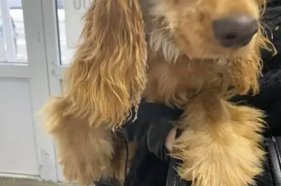 Найдена собака, Тюмень, фото: Найдена собака на Домостроителей, 28 с1