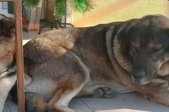 Пропала собака, Сочи, аллея Челтенхема