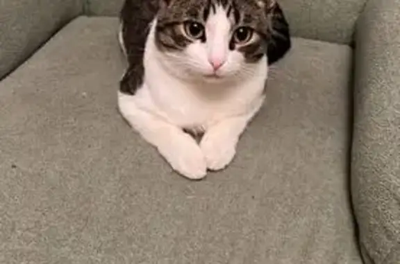 Пропала кошка, МО, коричневая спинка