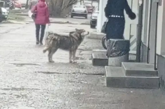 Найдена собака, Калининград, фото: Потеряшка у Пятёрочки, Емельянова 66