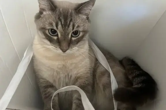 Пропала кошка, ул. Муравьёва, 13, Иркутск