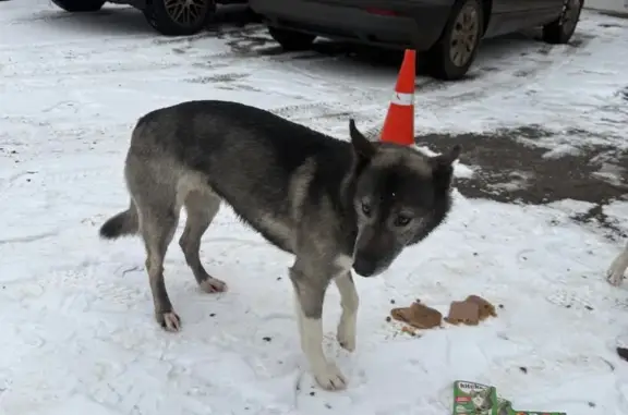Найдена собака, Голицыно, фото: Найдены 2 собаки, Голицыно, МО