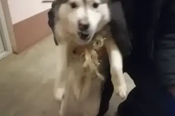 Найдена собака, Томск, фото: Найдена хаски, Томск, Томская область