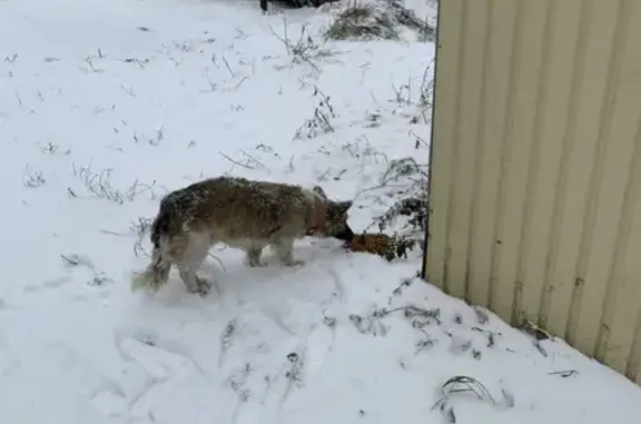 Найдена собака, Тамбов, фото: Собака найдена: Северо-Западная, 4, Тамбов