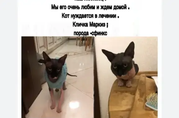 Пропал кот Маркиз, ул. Циолковского 14