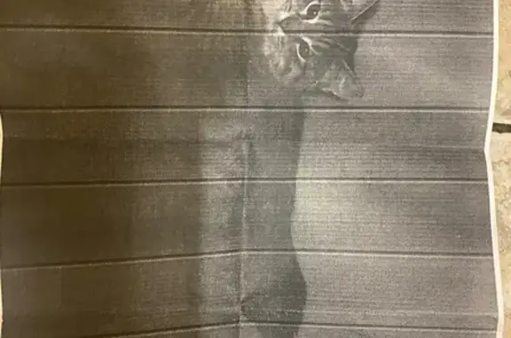 Пропала кошка, Московский проспект, 152