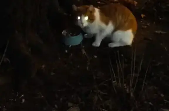 Найдена кошка, Москва, фото: Кошка найдена, Фортунатовская 18, Москва