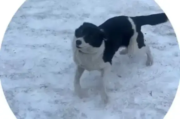 Пропала собака, Улан-Удэ, квартал 3-я, 318А