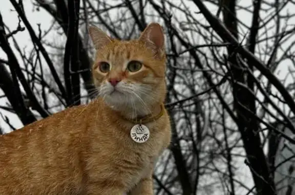 Пропала кошка, Утеймуллино