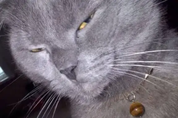 Пропала кошка, ул. Двор фабрики, 37