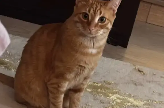 Пропал рыжий котик, Краснодар, ЗО