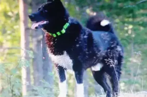 Пропала собака в Филипповском, Владимирская обл.