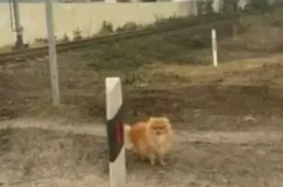 Пропала рыжая собака, Починки МО