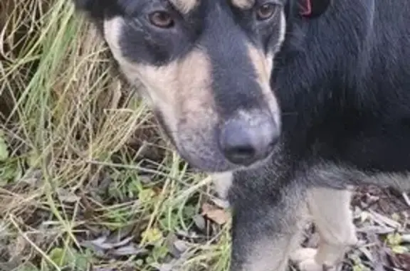 Пропала собака, 1-й Гвардейский пер., 1В