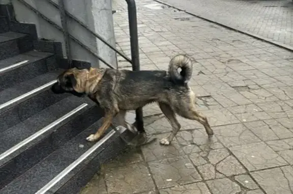 Найдена собака, Калининград, фото: Собака найдена: Октябрьская ул., Калининград