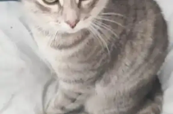 Пропала кошка, Ожогино, 46Н-11365, 31