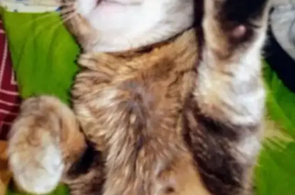 Пропала кошка, Иркутская ул. 9, Волгоград