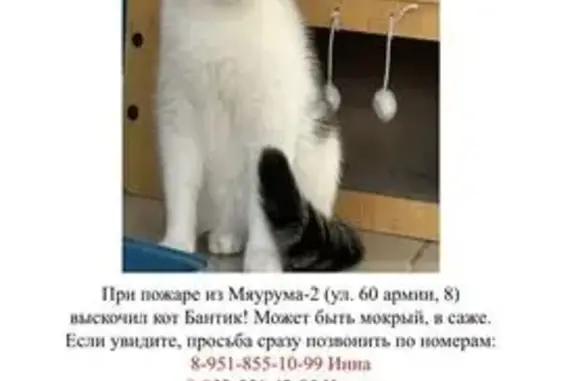 Пропала кошка, ул. 60-й Армии, 8, Воронеж