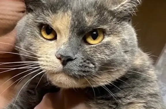 Кошки потеряшки, Калининград, фото: Потеряшка кошка, ул. Полецкого, 40, Калининград