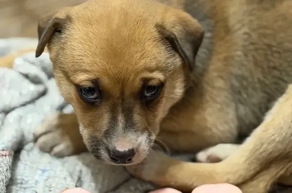 Объявления о пропавших и найденных животных, Орск, фото: Собака найдена: ул. Кутузова, 29, Орск