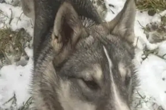 Пропала собака, Первомайская 74, Слободской