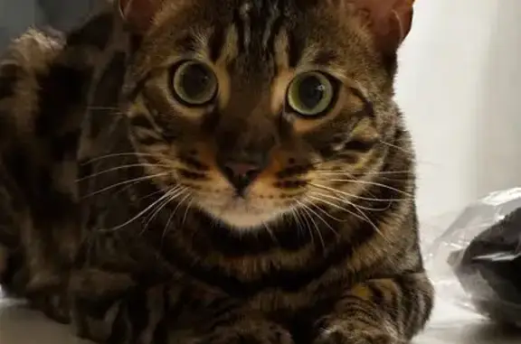 Пропала кошка, ул. 100 летия ТАССР