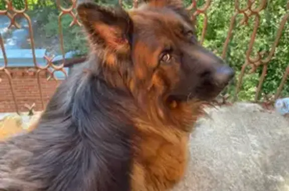 Пропала рыжая собака, Кольцевая 21, Колтуши