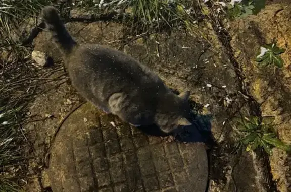 Найдена кошка, Саранск, фото: Кошка найдена, Осипенко 85, Саранск