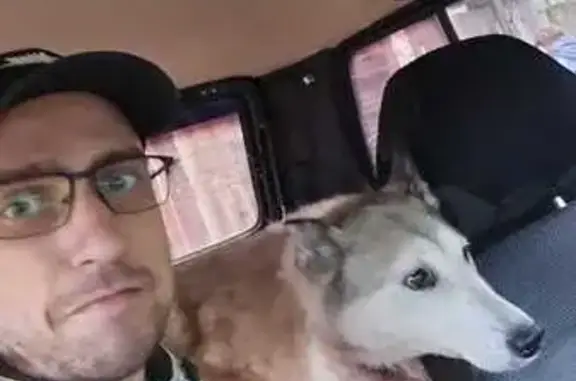 Пропала собака, Крестьянский пр., 102А