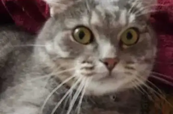 Пропала кошка на бульваре Энтузиастов