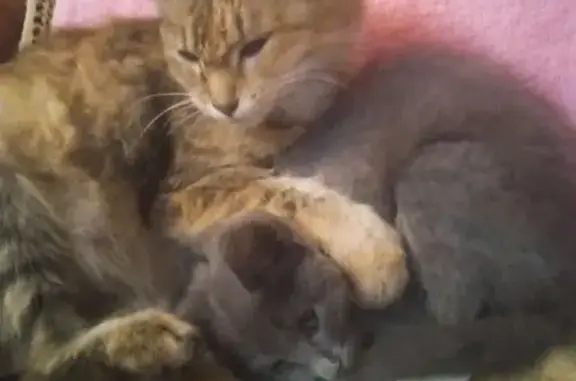 Пропала рыжая кошка, ул. Лермонтова, Сатка