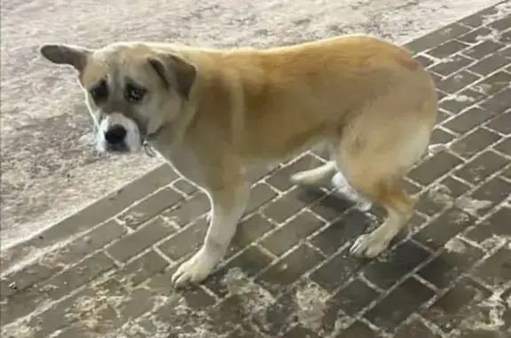 Найденные животные Ачинск, фото: Собака найдена, Ачинск, Красноярский край