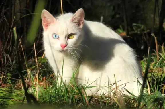 Пропала кошка, Дворцовая пл., СПб