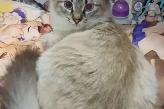 Пропала кошка, Интернациональная 73А