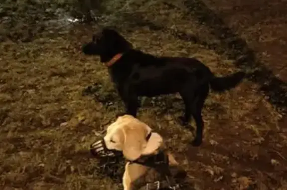 Найдена собака, Москва, фото: Собака найдена: Липецкая ул. 8, Москва