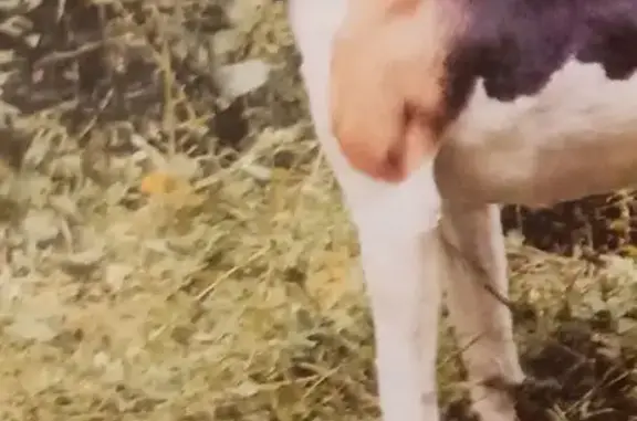 Пропала собака в Талицко-Мугреевском