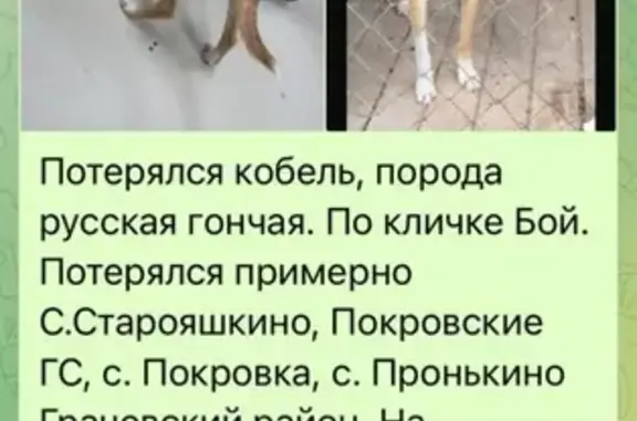 Пропала собака Бой, Грачевский район