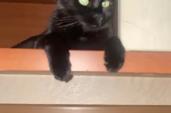 Пропал кот, Кольцевая ул., 136, Курск