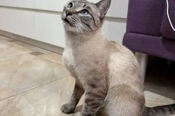 Пропала кошка в районе Подрезково, Химки