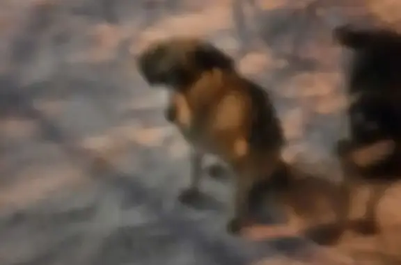 Найдена собака, Иркутск, фото: Собака найдена: ул. Маяковского, 61