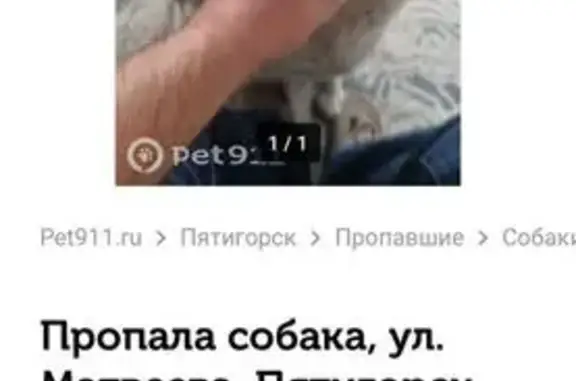 Пропала собака, ул. Матвеева, Пятигорск