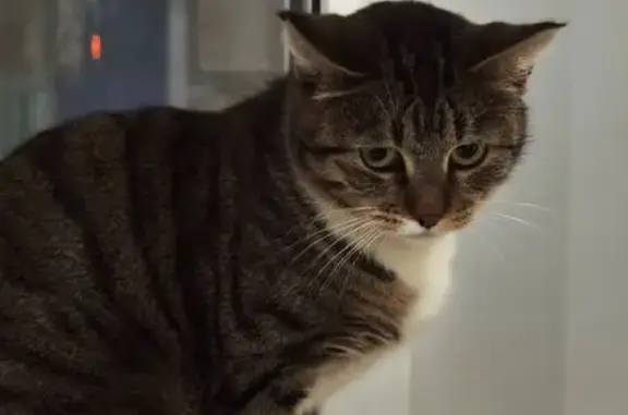 Найденные животные Архангельск, фото: Кошка найдена, ул. Тимме, 7, Архангельск