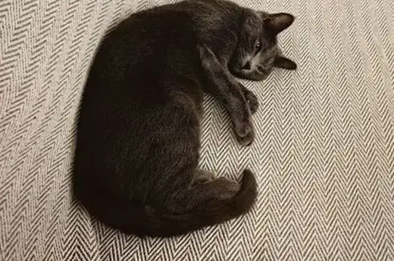 Кошки потеряшки, Марьино, фото: Потеряшка кошка, ул. Жемчужная, д. 1 к2